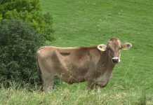 Study: Combining ear tags, implants stimulates cattle growth