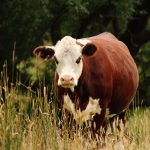 Plant chemicals don’t always benefit livestock