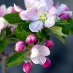 Early warm up affects trees