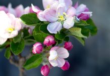 Early warm up affects trees