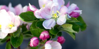 Early warm up affects trees