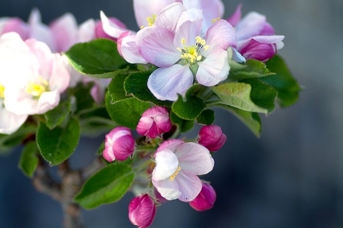 apple-blossom-1765938_1280