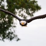 With effort, bald eagles have bounced back bald eagle
