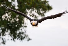 With effort, bald eagles have bounced back bald eagle