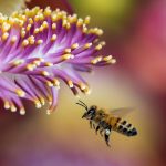 New grant funds Penn State pollinator program bee