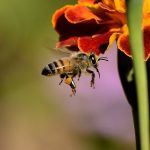 Honey bees prefer country blossoms to city blooms