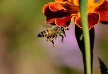 Honey bees prefer country blossoms to city blooms