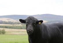 Pa. Livestock Evaluation Center to hold annual bull breed sale