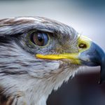 View the Harrisburg falcons’ courtship on FalconCam