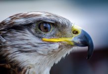 View the Harrisburg falcons’ courtship on FalconCam