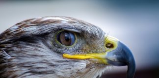 View the Harrisburg falcons’ courtship on FalconCam