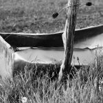 Connecting water quality to digestion in dairy cows