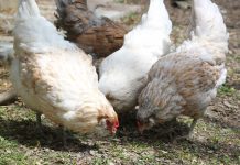 Breeding resistant chickens for improved food safety chickens