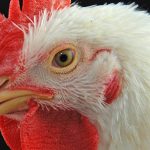 Second Tennessee flock found with bird flu chicken poultry bird flu
