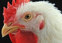 Second Tennessee flock found with bird flu chicken poultry bird flu