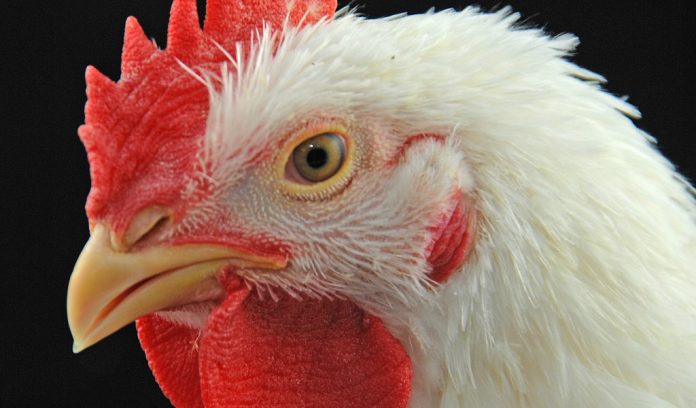 chicken poultry bird flu