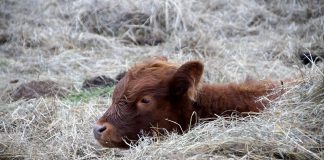 Learn about Irish Dexter cattle