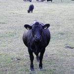 Scholarships available to Angus youth