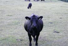 Scholarships available to Angus youth