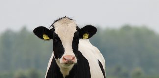 Holstein cow