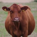 Diversity on the farm: My cows are prejudiced