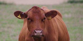 Diversity on the farm: My cows are prejudiced