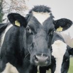 ‘Virtual brain’ helps dairy farmers with decisions