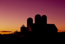 Chores on the farm bring solace