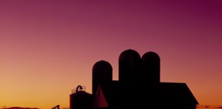 Chores on the farm bring solace