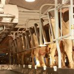 When every day was ‘labor day’ Dairy milking parlor/Farm and Dairy file photo