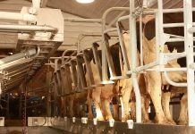 Can friends survive milking parlor? Dairy milking parlor/Farm and Dairy file photo