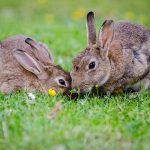 Easter bunnies: Leave the cottontails alone rabbits