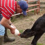 Bull calf/dairy beef care begins at dairy