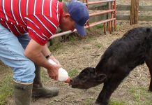 Bull calf/dairy beef care begins at dairy