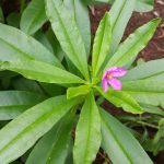 Ginseng deadline is March 31