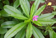 Ginseng deadline is March 31