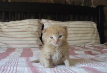 Sharing the happy endings makes the sacrifice worthwhile kitten