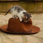 How to care for a barn kitten