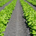 Get your garden ready for spring planting