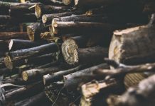 Have a plan before cutting timber