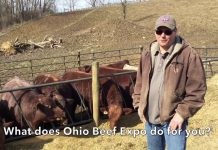 Paint Valley Farms built on pedigrees