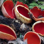 Local mushroom expert is ready for the hunt