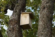 How to build a simple, quality bird box nesting box