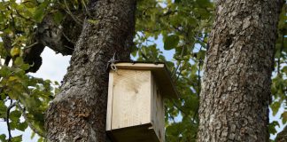 How to build a simple, quality bird box nesting box