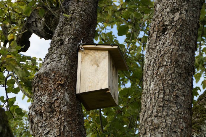 nesting box nesting box