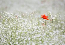 Master Gardeners plan symposium