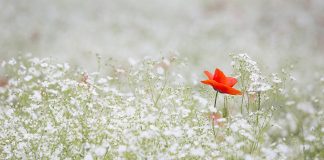 Master Gardeners plan symposium