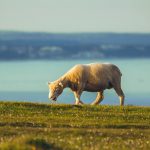 Dorsets from across the U.S. hit the sale ring