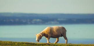 Dorsets from across the U.S. hit the sale ring