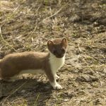 Weasels: Tiny but mighty